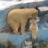牧慎一郎(前天王寺動物園長、今の仕事は公園関係) (@lgguncir05itpgp) 's Twitter Profile Photo 牧慎一郎(前天王寺動物園長、今の仕事は公園関係) (@lgguncir05itpgp) 's Twitter Profile Photo