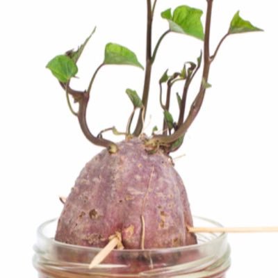 TCrockpot's profile picture. 