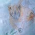 Photography Inspiring Children in Conservation (@piccmadagascar) Twitter profile photo Photography Inspiring Children in Conservation (@piccmadagascar) Twitter profile photo
