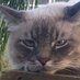 diane@palmcoast (@mckinneydiane1) Twitter profile photo diane@palmcoast (@mckinneydiane1) Twitter profile photo