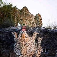 Megrin HD70 (@hd70megrin) Twitter profile photo