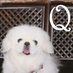 芝浦 - 量子基礎論・量子情報オンラインセミナー (@quantum_gk) Twitter profile photo 芝浦 - 量子基礎論・量子情報オンラインセミナー (@quantum_gk) Twitter profile photo