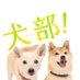 映画『犬部！』公式 (@inubu_movie) Twitter profile photo