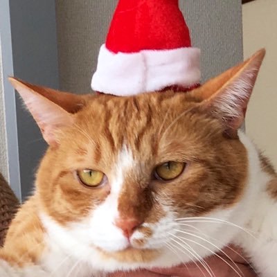 猫への愛をのんびりまったり気ままに熱烈に綴るアカウント🏡 家族構成🐱 茶白:おまんじゅう♂(2015.5 ~ 2021.4.5🌈) 笹かま:しらたま♂(2015.9 ~)キジ白:もなか♂黒白:おはぎ♂(2022.2.13 ~)