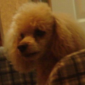 vampiroelgato's profile picture. Aquí terminan las ambiciones humanas