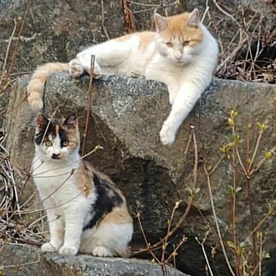 Dokoda_E's profile picture. 내 허벅지 꾹 받이, 고양이 혼자도 살기 좋은_어쩌구/ 동거레즈 / 아무말