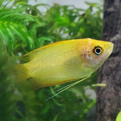 カイバシラ 断捨離中 いよいよロストリバーへお引っ越し 第2拠点とは暫しの別れ 大事な家族のお魚達も連れてくよー みんな塩漬けにしてこれからもず っと一緒 サイコパスおじさん サブノーティカ Ps4share カイバシラ 断捨離中 いよいよロストリバーへお引っ越し 第2拠点とは暫しの別れ 大事な家族のお魚達も連れてくよー みんな塩漬けにしてこれからもず っと一緒 サイコパスおじさん サブノーティカ Ps4share