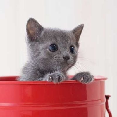 ityuki48's profile picture. 潜在看護師🍀持病持ちで仕事はドクターストップ中。フォローされてもリポストだらけや半島系・投資系・無言で即ブロック。台湾の人は歓迎♪　景色・歴史とか知らない事を知るのが楽しい。魔除けの呪文「天安門」　中国・韓国人が一番大嫌い　(σﾟд`)ﾍﾞｰ