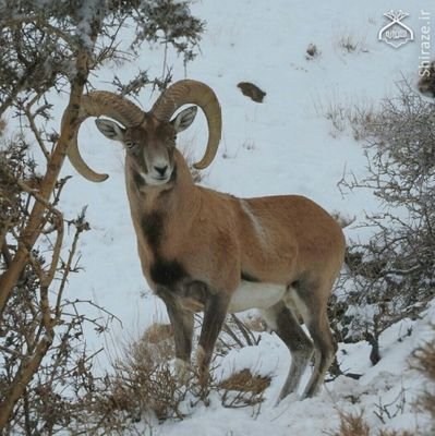 دوستدار حیوانات/

سپاهانی💛/

تورک قشقایی/