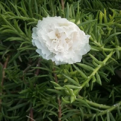 deeprajk2's profile picture. 