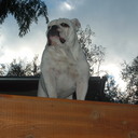 James Pont - @lilevilbulldog - Twitter