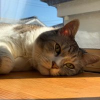 🐱きぃฅ ΦωΦ ฅ🐾🐈 (@k_ahmom) 's Twitter Profile Photo 🐱きぃฅ ΦωΦ ฅ🐾🐈 (@k_ahmom) 's Twitter Profile Photo