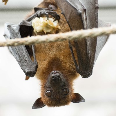 17 April is #BatAppreciationDay but let's make it every day! Kindly take a moment to learn about and appreciate #bats. #skypuppies #WNS #whitenosesyndrome 🦇