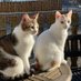 die Snowy, Shani und Roxi Show (@shanisnowy) Twitter profile photo die Snowy, Shani und Roxi Show (@shanisnowy) Twitter profile photo