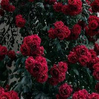 Yeşim 🇹🇷 (@yicin231) 's Twitter Profile