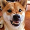 jayfkay20's profile picture. love life while your still here, The Doge family protector, Crypto pumper💪🏿