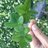chime_0310