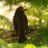 bulbul75854956