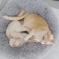 Ninu (@ninu_mishu) 's Twitter Profile