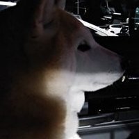 ぬこすけ (@ijlf1ipryhw0kzs) Twitter profile photo