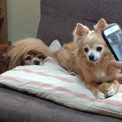 ちびハナさんのプロフィール画像