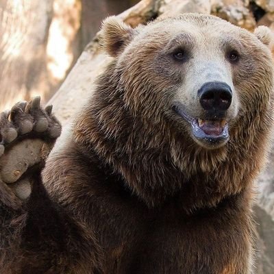 JReinhaeckel's profile picture. ARK is the best game ever