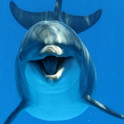 omgiLmBO's profile picture. ✊🏻✊🏽✊🏿 Street art 🖼  Oceans 🌊 🏄🏾‍♀️🏄‍♀️ Conservationist 🖊🐺❤️ Art 🎵 Jazz ❤️🎵🎷 ❤️Science ❤️Stand up 🧐🤣 ♉️☀️♊️🌛♏️⬆️   🧘‍♀️AF BRAT 🇺🇸 Hienz 57