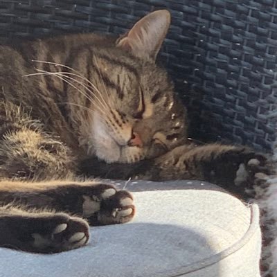 Bergundseesich1's profile picture. Schlafkatze💉💉💉😷 mit Berg-+Seesicht #mütend #SwissCovidCrime #QuerdenkersindTerroristen #TeamScience #CovidIsNotOver #CovidFail #dieMaskebleibtauf #NoSVP