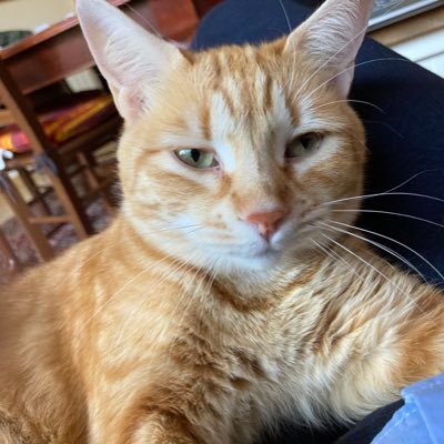 ladyada11's profile picture. 