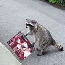 DingBatPanda - @TheAceDingBat - Twitter
