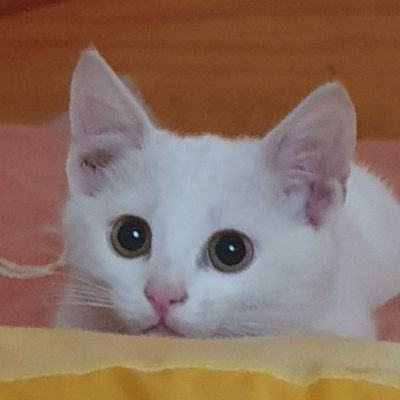 CeekayHimself's profile picture. hey