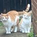 Whero and 🌈 Iti 💕 (@wheroanditi) Twitter profile photo Whero and 🌈 Iti 💕 (@wheroanditi) Twitter profile photo