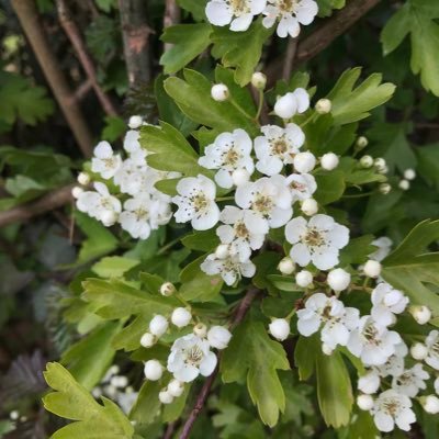 Wildflowers and other wildlife around a small Mid Devon town