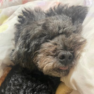 AcKotori's profile picture. 