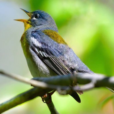 A safe space and judgement free zone for Asian Americans and all to experience the joy of birding! 📸 go to @Lucent508 @NadilynBeato & @OurActivate