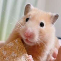ごまたゃ🐹🚂3y🚜 (@chunupon) 's Twitter Profile