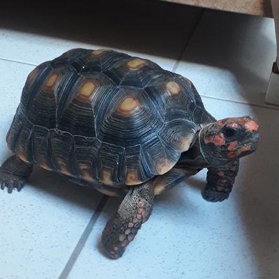 Crebs366's profile picture. 