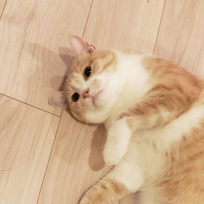 jiujing47's profile picture. 死ぬまでは、生きたいです。あと、猫が死ぬほど好きです。