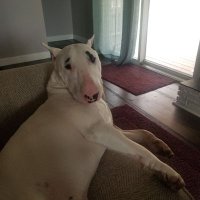 Clay Colombe (@sicangunimiipuu) 's Twitter Profile