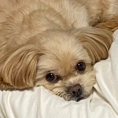 夏眸漱石さんのプロフィール画像