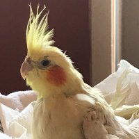 ❤️Scootaloo(Elvisbird)❤️ (@elvisbird_dean) 's Twitter Profile