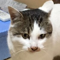 🍉🫒かわちゃん@選挙へ行こう❗🐾 (@iroa5nhrodgexpy) 's Twitter Profile