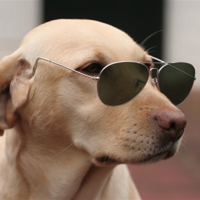 affiliatedog0 Profile Picture