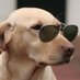 AffiliateDog (@affiliatedog0) Twitter profile photo AffiliateDog (@affiliatedog0) Twitter profile photo