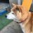 犬(いぬ)のアイコン