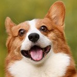 X56895190's profile picture. 謎の犬