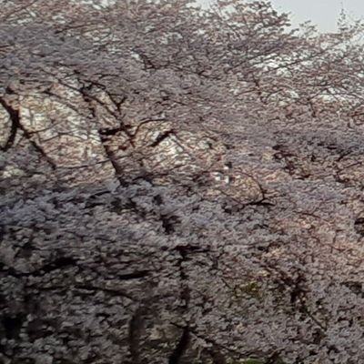 成人済・社会人。舞台中心キャスト関係等のお取引希望垢。仕事中や時間によりお返事遅くなる場合があります。またお取引に不安がある場合お断りさせて頂く場合やツイート上げ直す場合があり、推しキャストやキャラも重複分お譲りする場合やお取引完了後ミュートする場合がありますがご了承下さい。