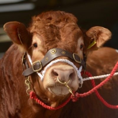 Husband & Dad attempting to breed beautiful cattle with help from Son (5yo Farmer) & Daughter (2yo ... first words “Moo”). Views my own.