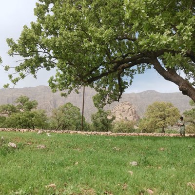 miladrostami21's profile picture. Teacher