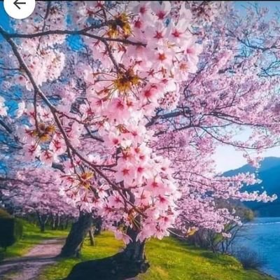 CatalaPalau's profile picture. catalana de cor....Donec Perficiam